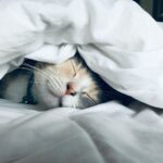 나만의 숙면 루틴 찾기, 수면의 질을 높이는 생활 속 트렌드 white cat sleeps under white comforter
