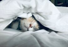 나만의 숙면 루틴 찾기, 수면의 질을 높이는 생활 속 트렌드 white cat sleeps under white comforter