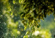 일상의 작은 변화, 웰니스 문화가 가져오는 건강한 바람 selective focus photo of green vine