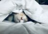 달라지는 ‘수면 습관’… 일상 속 작지만 효과적인 숙면 전략 white cat sleeps under white comforter