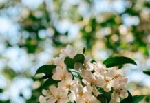 뇌 건강, 작은 습관이 바꾼다…일상 속 실천법 주목 Sunlit white apple blossoms against a blurred green background.