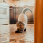 나만의 건강 루틴, 작지만 강력한 ‘마이크로 해빗’이 인기 a cat that is standing on a tile floor